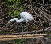 2016 06 11 WildLife MPLS 183